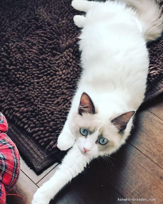 サランママです｜牛島　真由美(うしじま　まゆみ)ブリーダー(埼玉県・ラグドールなど・ICC登録)の紹介写真2