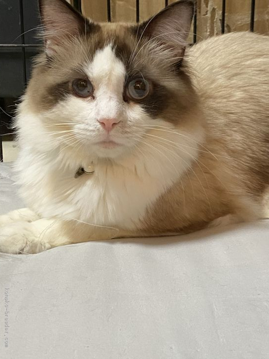 レスカパパです｜牛島　真由美(うしじま　まゆみ)ブリーダー(埼玉県・ラグドールなど・ICC登録)の紹介写真3