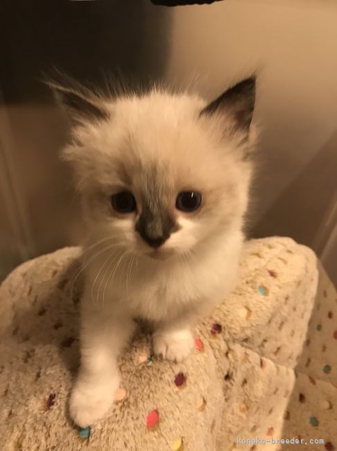 ラグドール【・女の子・2021年1月10日・ブルーポイントバイカラー】