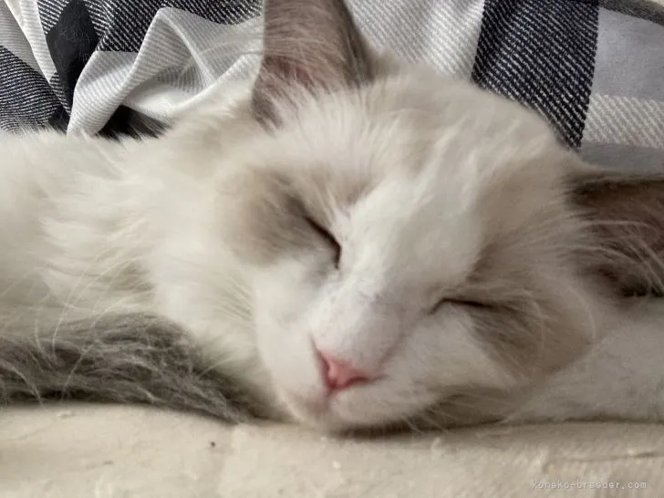 ID：2112-00460の子猫