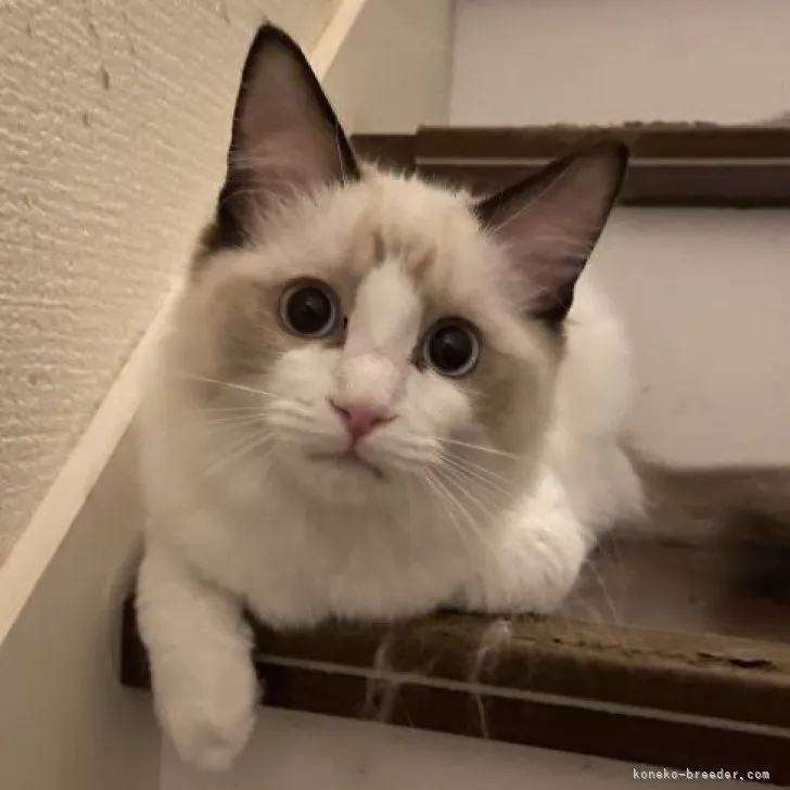 ID：2306-00709の子猫