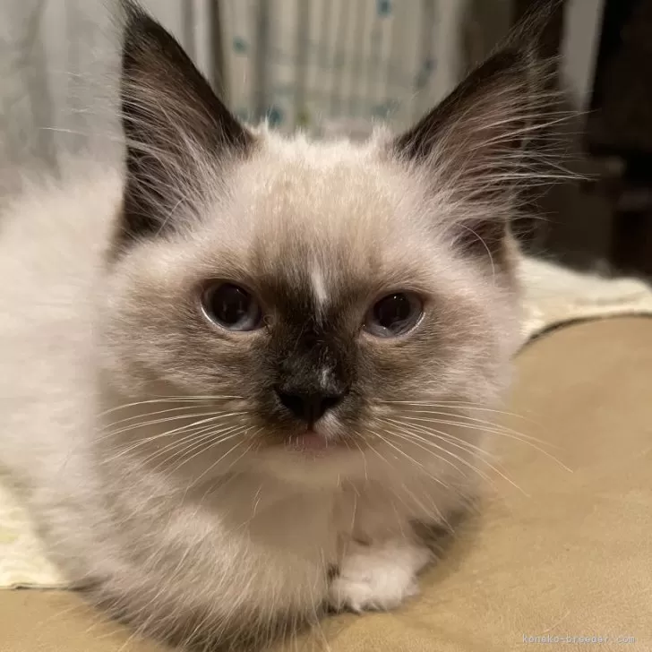 ID：2409-00940の子猫