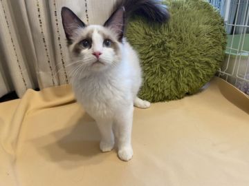 ラグドール【埼玉県・女の子・2021年4月24日・シールポイントバイカラー（ホワイト）】の写真「人懐こい甘えん坊！右目尻に可愛いワンポイント」