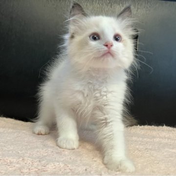 ラグドール【埼玉県・男の子・2024年10月1日・シールポイントバイカラー（長毛種）】の写真「元気いっぱいの男の子です」