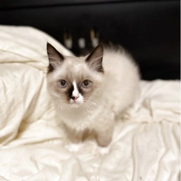 ラグドール【埼玉県・男の子・2025年7月3日・ブルーポイントミテッド（長毛種）】の写真「甘えん坊の元気いっぱいの男の子です」