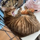 トイガー【・男の子・2021年2月7日・ブラウン(ブラック)マッカレルタビー】「🐈おちゃめな様子🐈色々な行動をしてくれるので見ていて楽しいです！」