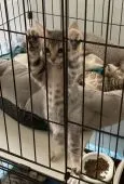 トイガー【神奈川県・女の子・2022年3月21日・ブラウン(ブラック)マッカレルタビー】の写真5「🐈柵に捕まりポーズ🐈基本的に穏やかですが面白いこともしてくれますよ！」