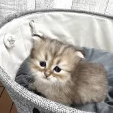 ペルシャ(チンチラ)