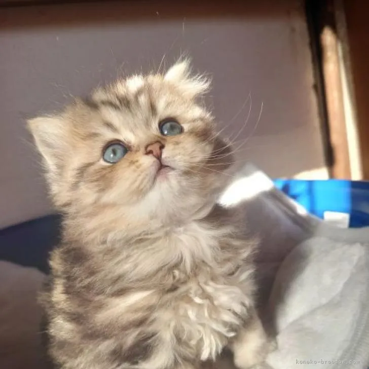ID：2212-02293の子猫