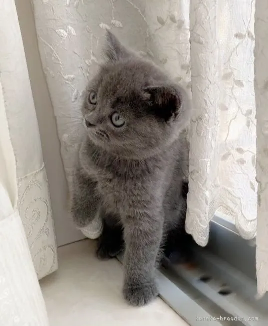 ID:2106-01048の子猫