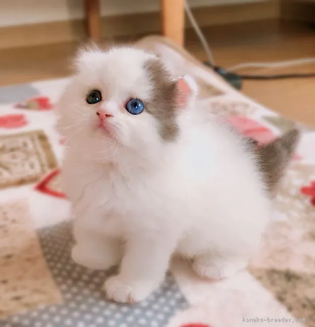 ID：2201-01755の子猫