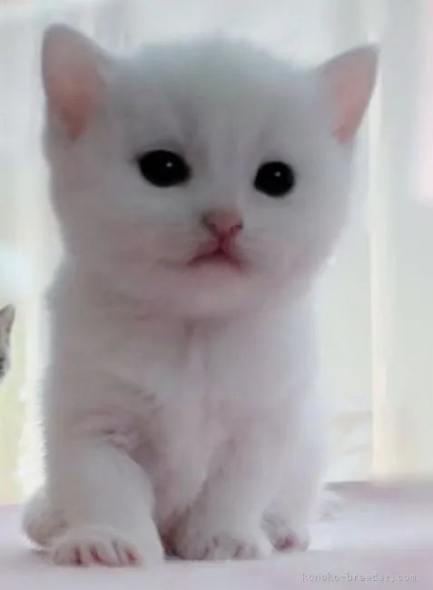 ID：2105-01539の子猫