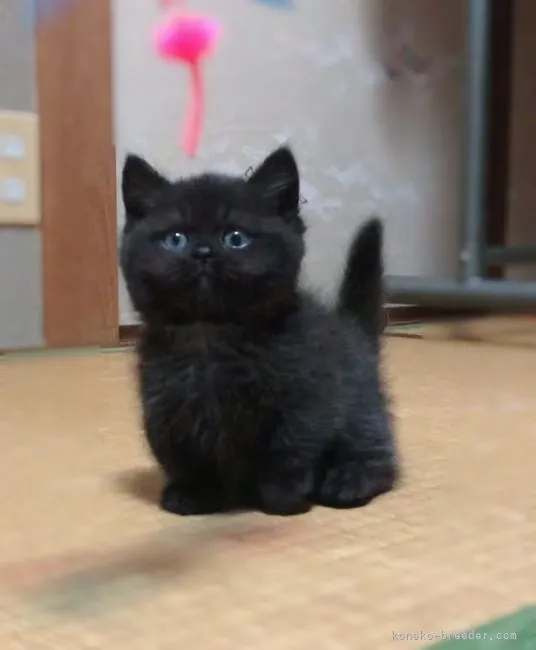 エブリン 様のお迎えした子猫
