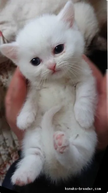 ID：2001-00641の子猫