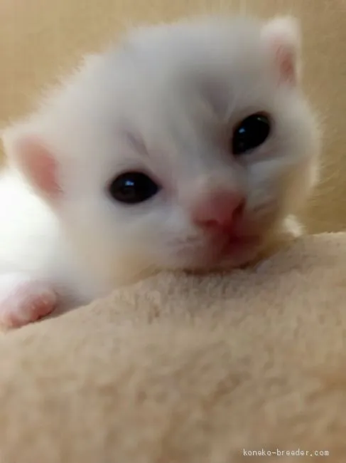 のりちゃん 様のお迎えした子猫
