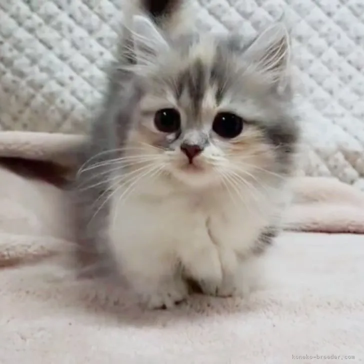 マンチカン(短足)【香川県・女の子・2023年1月15日・ダイリュートキャリコ】の写真1