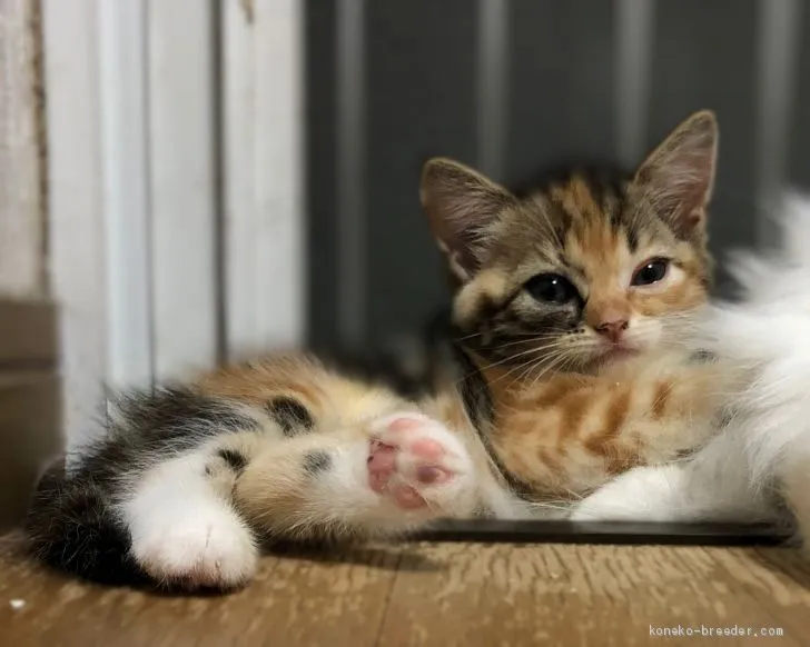 ID：2006-00816の子猫