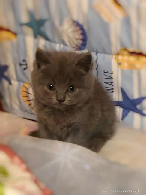ID：2010-00763の子猫