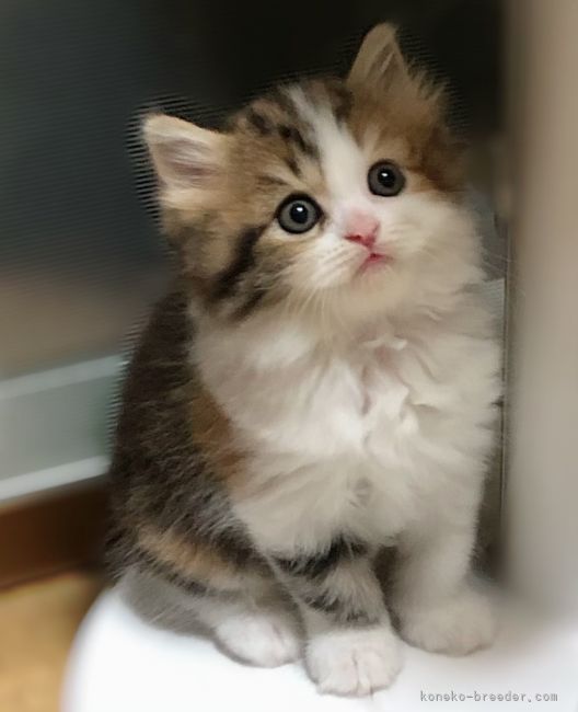 エブリン 様のお迎えした子猫