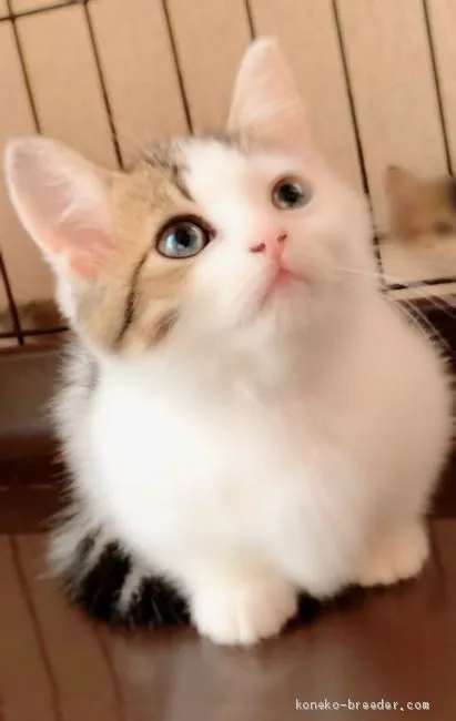 ミヌエット【香川県・男の子・2020年5月20日・ブラウンダビーホワイト】の写真1「8月4日撮影」