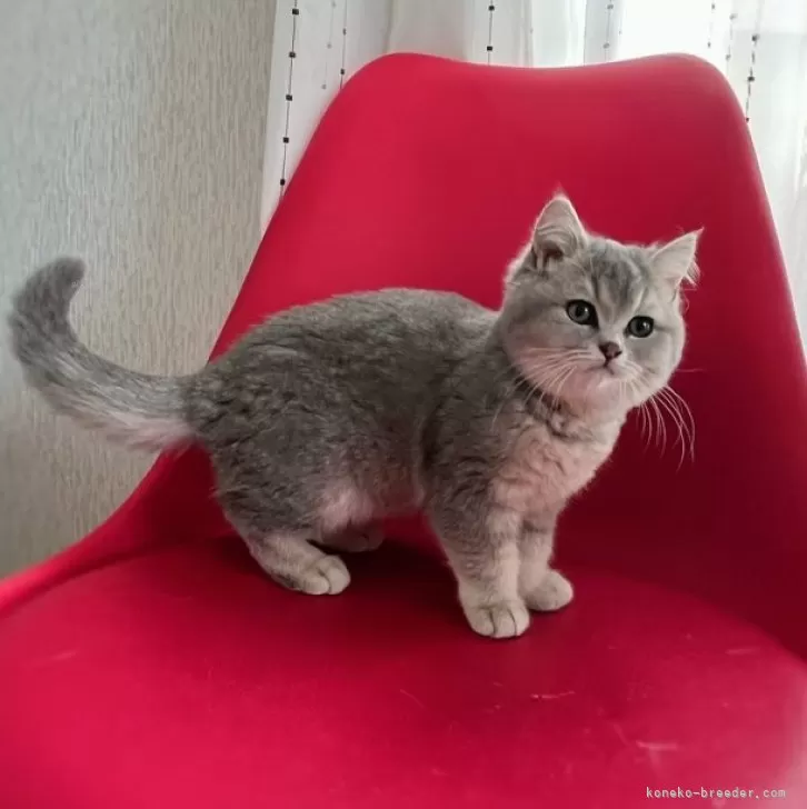 ID:2311-01391の子猫