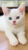 スコティッシュフォールド(立ち耳)【香川県・男の子・2021年5月22日・シルバータビー&ホワイト】の写真1