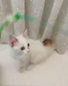 ラグドール【香川県・女の子・2021年4月4日・ブルーポイントバイカラー】の写真1