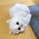 マンチカン