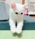 ミヌエット(長足)【香川県・男の子・2024年2月7日・ホワイト】の写真2