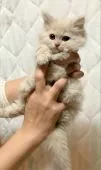 スコティッシュフォールド(立ち耳)【香川県・男の子・2021年1月1日・クリームタビー】の写真3