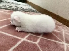 ミヌエット【香川県・女の子・2021年1月10日・ホワイト 白】の写真4