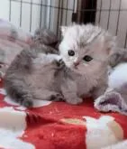 ミヌエット(短足)【香川県・男の子・2022年12月3日・シルバークラシックタビー】の写真5