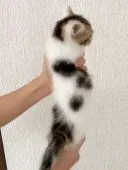 ミヌエット【香川県・男の子・2020年5月20日・ブラウンダビーホワイト】の写真5「8月5日撮影」