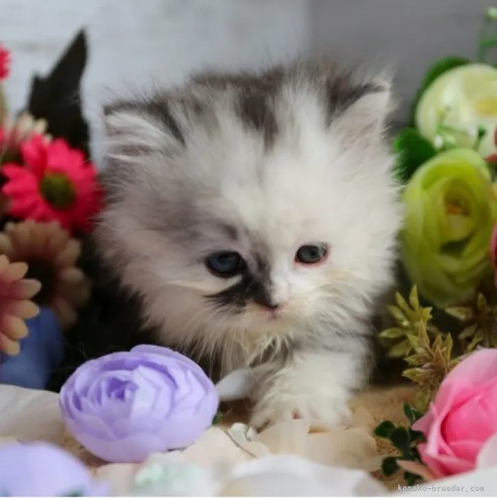 ID：2309-00877の子猫