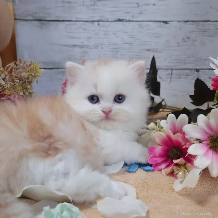 ID:2309-02393の子猫