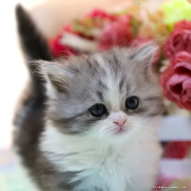 ID：2403-00241の子猫