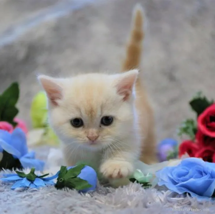 さとぴー 様のお迎えした子猫