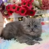 ミヌエット(長足)【岩手県・男の子・2024年1月23日・ブルータビー】の写真1