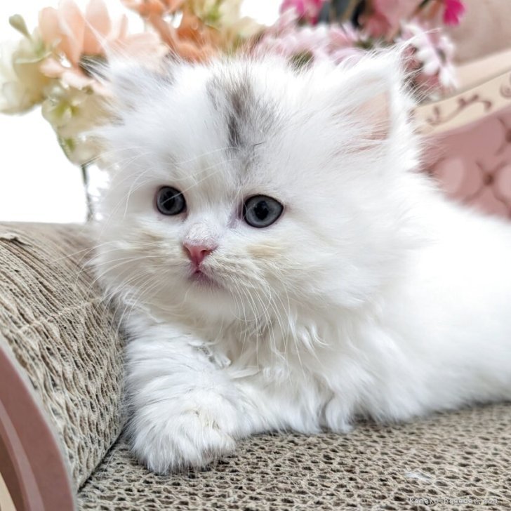 ブリーダー画像