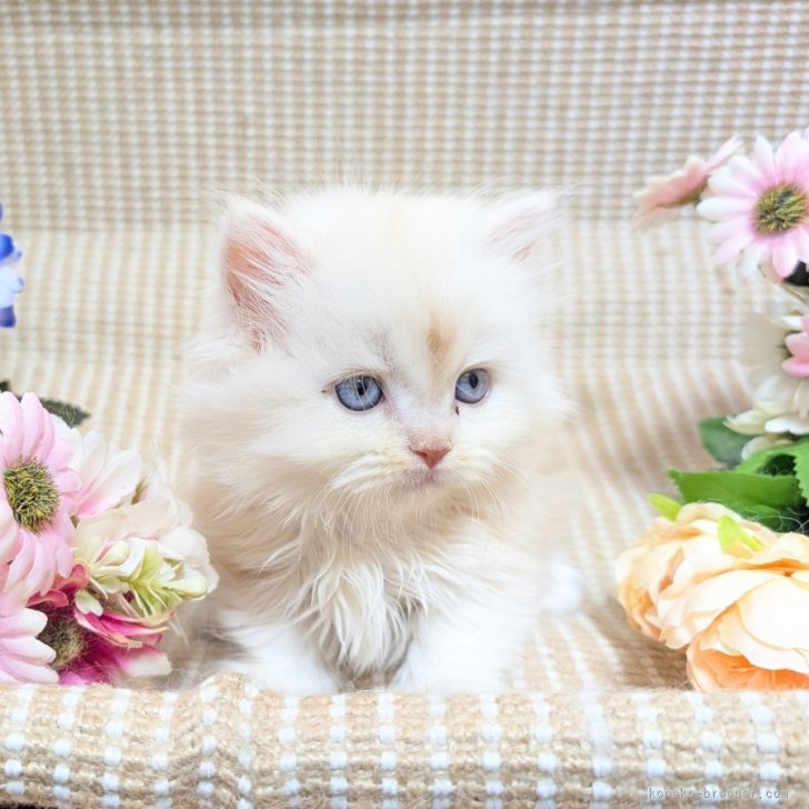 ブリーダー画像