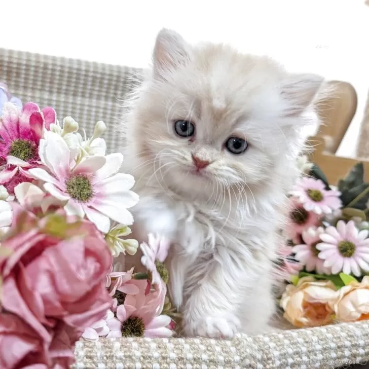 A.K 様のお迎えした子猫
