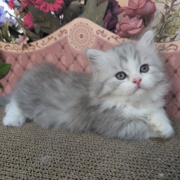 ミヌエット(短足)【岩手県・男の子・2025年10月9日・ブルータビー&ホワイト（ロングヘア）】の写真「とってもイケにゃん💕」