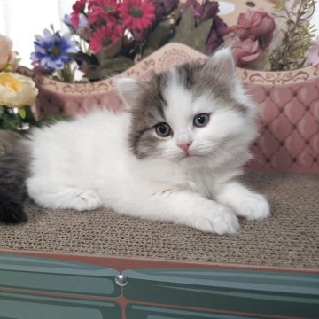 ミヌエット(長足)【岩手県・男の子・2025年10月9日・ブラウンタビー&ホワイト（ロングヘア）】の写真「好奇心旺盛で活発な男の子」