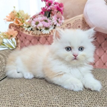 ミヌエット(短足)【岩手県・男の子・2025年7月30日・レッドタビー&ホワイト（ロングヘア）】の写真「マイペースなふわもこ男子💕」