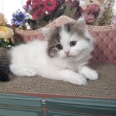 ミヌエット(長足)