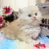 ミヌエット(短足)【岩手県・男の子・2024年11月3日・カメオタビー&ホワイト】の写真1「おっとり系の王子様💕　人懐っこい子ですよ♪」