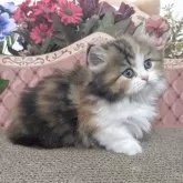 ミヌエット(短足)