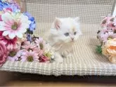 ミヌエット(短足)【岩手県・男の子・2025年5月12日・クリームタビー&ホワイト】の写真4