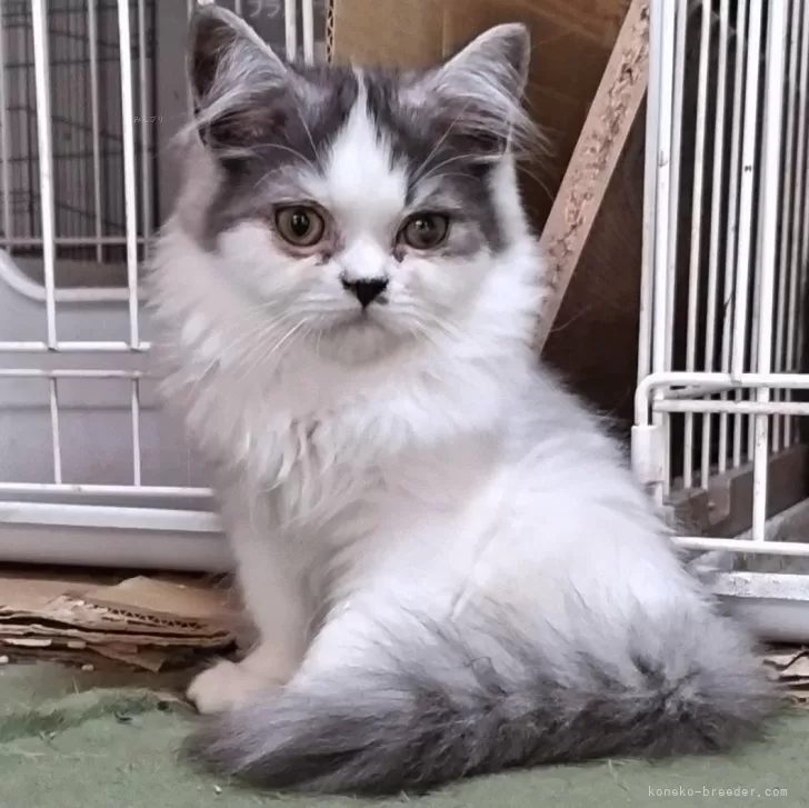 ID：2406-01851の子猫