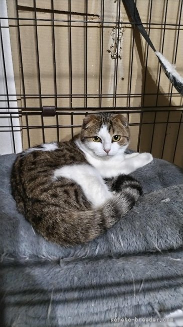 スコティッシュフォールド【・女の子・2022年4月6日・シルバータビー&amp;ホワイト】